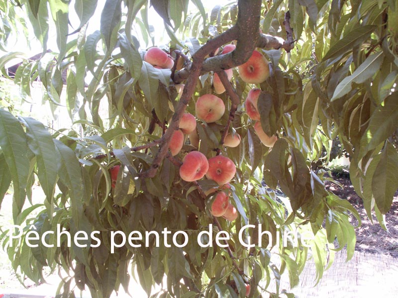 pento