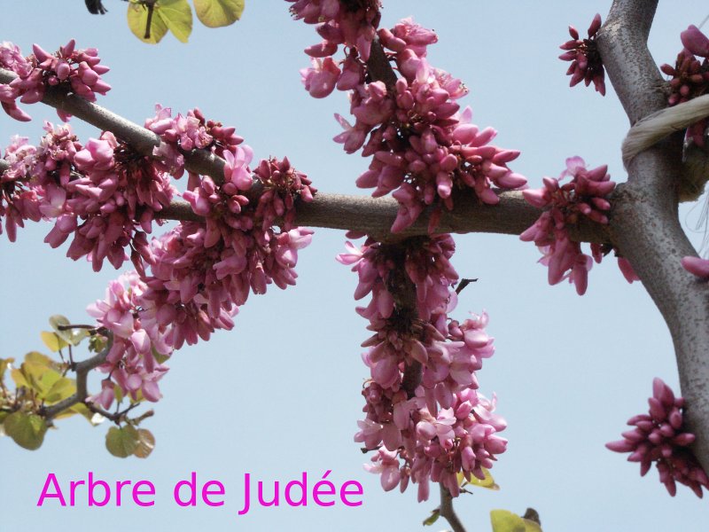 Arbre de Judée