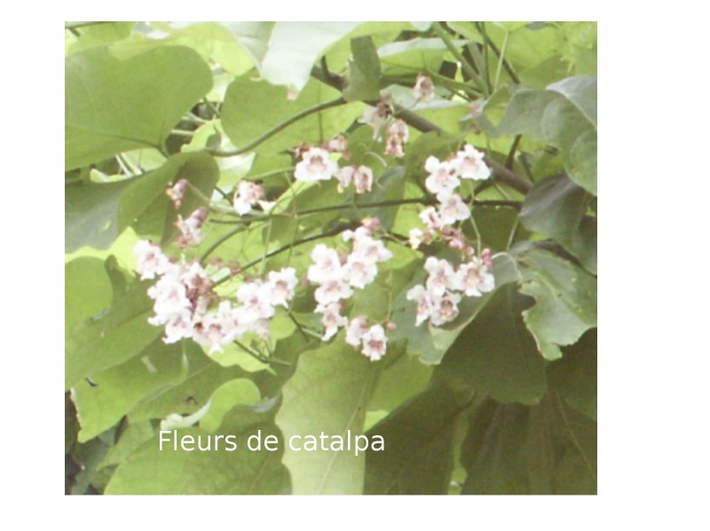 Catalpa