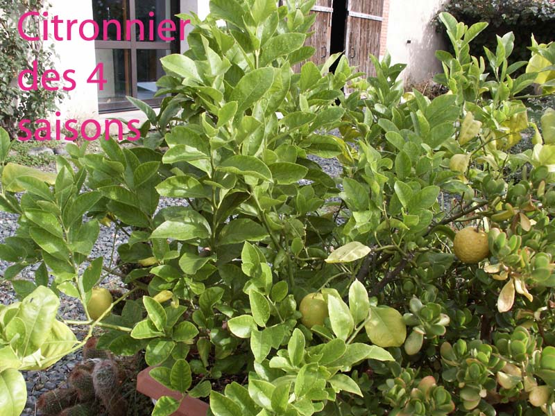 citronnier