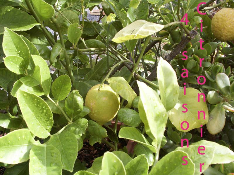 citronnier