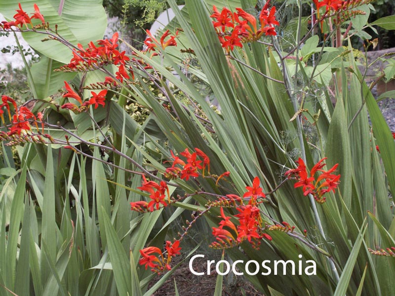 crocosmia