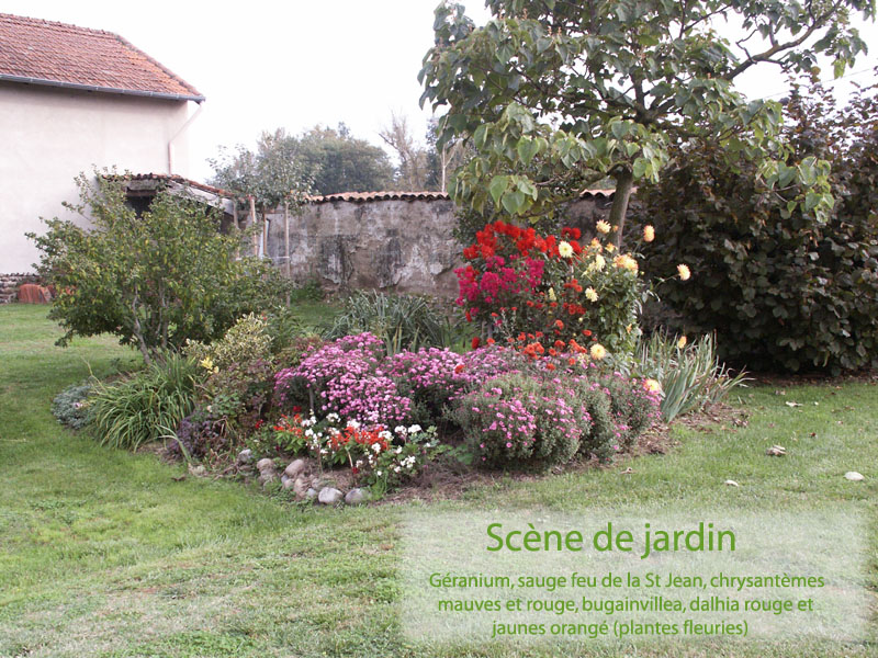 scene chrysanthème